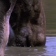 Moose Walking in Water - VideoHive Item for Sale