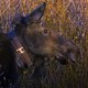Moose With Radio Collar - VideoHive Item for Sale