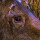 Moose With Radio Collar 2 - VideoHive Item for Sale