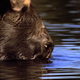 Moose Feeding Underwater - VideoHive Item for Sale