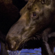 Moose Standing in a Pond - VideoHive Item for Sale