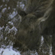 Young Moose Browsing in Winter - VideoHive Item for Sale