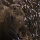 Moose Eats Thistle in Winter - VideoHive Item for Sale
