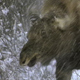 Young Moose Shakes off Snow - VideoHive Item for Sale