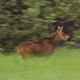 Young Calf Running Across Meadow - VideoHive Item for Sale
