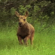 Young Calf Running Across Meadow 2 - VideoHive Item for Sale