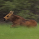 Baby Moose Tries to Play With Mom - VideoHive Item for Sale