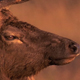 Elk Head Shot - VideoHive Item for Sale