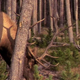 Bull Browsing in Pine Forest - VideoHive Item for Sale
