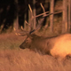 Bull Elk Walking By - VideoHive Item for Sale
