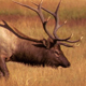 Bull Elk During Rut - VideoHive Item for Sale