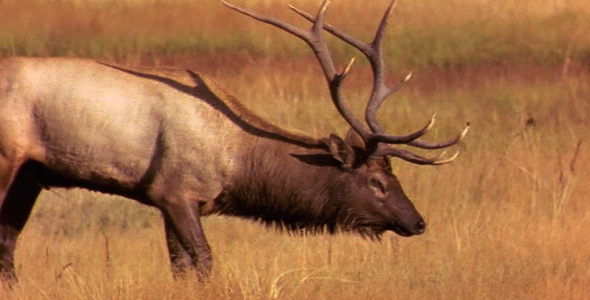 Bull Elk During Rut