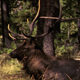 Bull Elk in Forest - VideoHive Item for Sale