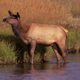 Cow Elk in Stream - VideoHive Item for Sale