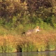 Coyote Next to Duck Pond - VideoHive Item for Sale