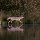 Coyote Next to Duck Pond 2 - VideoHive Item for Sale