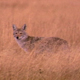 Coyote in Meadow - VideoHive Item for Sale