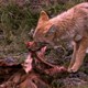Coyote With Elk Carcass 2 - VideoHive Item for Sale