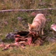 Coyote With Elk Carcass 3 - VideoHive Item for Sale