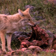 Coyote With Elk Carcass 4 - VideoHive Item for Sale