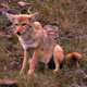 Injured Coyote - VideoHive Item for Sale