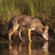 Coyote at Waters Edge - VideoHive Item for Sale