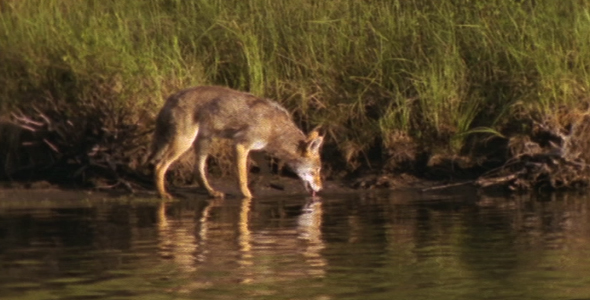 Coyote at Waters Edge