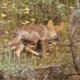 Young Coyotes - VideoHive Item for Sale
