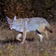 Coyote Trotting in Autumn - VideoHive Item for Sale