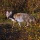 Coyote in Scrub - VideoHive Item for Sale