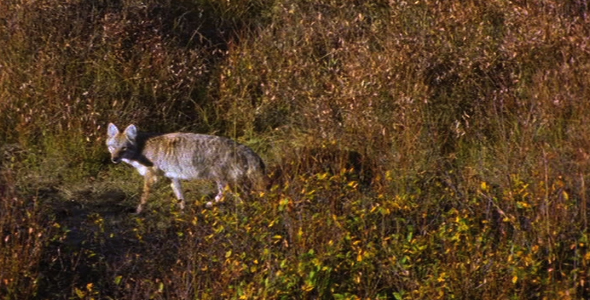 Coyote in Scrub