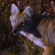 Close Up of Coyote in Scrub - VideoHive Item for Sale