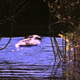 Beaver Swimming Among Young Trees - VideoHive Item for Sale