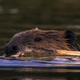 Close up of Beaver with Tree - VideoHive Item for Sale