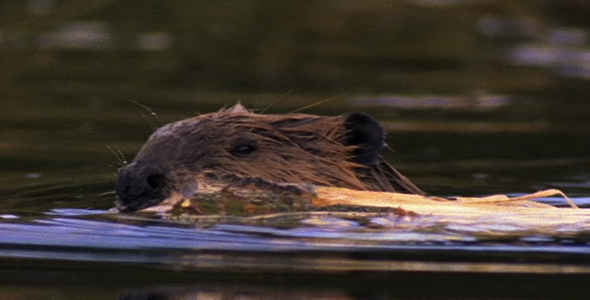 Close up of Beaver with Tree