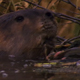 Beaver With Stone - VideoHive Item for Sale