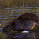 Beaver Shaping a Branch - VideoHive Item for Sale