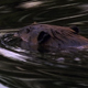 Beaver Diving - VideoHive Item for Sale