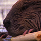 Beaver Eating a Branch - VideoHive Item for Sale