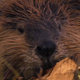 Beaver Eating a Tree Trunk - VideoHive Item for Sale