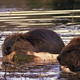 Beaver Couple - VideoHive Item for Sale