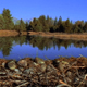 Beaver Dam and Reflection - VideoHive Item for Sale