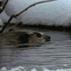 Beaver in Winter - VideoHive Item for Sale