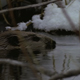 Beaver in Winter 2 - VideoHive Item for Sale