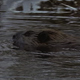 Beaver in Winter 3 - VideoHive Item for Sale