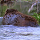 Beaver with Greenery - VideoHive Item for Sale