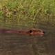 Beaver Swimming Along Reeds - VideoHive Item for Sale