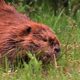 Beaver in Clearing - VideoHive Item for Sale