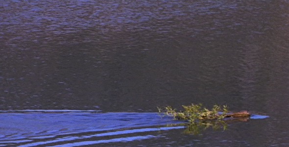 Beaver With Leafy Branch