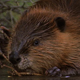 Beaver Chewing Off Pine Twigs - VideoHive Item for Sale